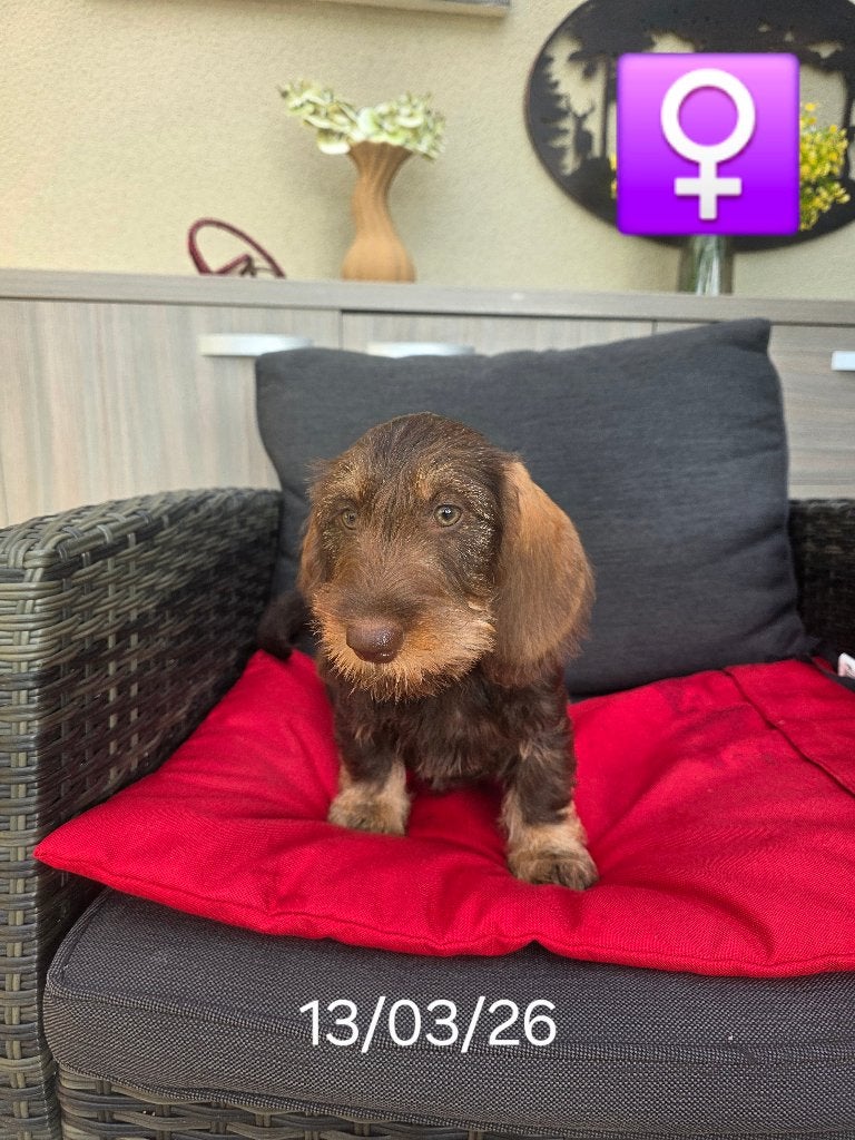 beaux chiots teckel hirsutes, Animaux & Accessoires, Chiens | Teckels & Bassets, Chienne, Poils durs, Nain, Éleveur | Professionnel