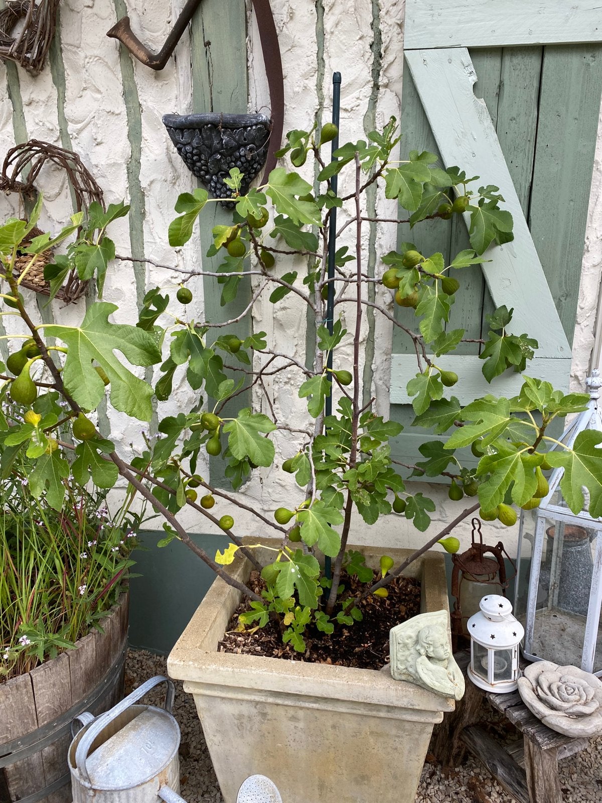 Vijgenboom/ Ficus Carica Moraceae/ Brown Turkey, Tuin en Terras, Planten | Fruitbomen, Ophalen, Vijgenboom