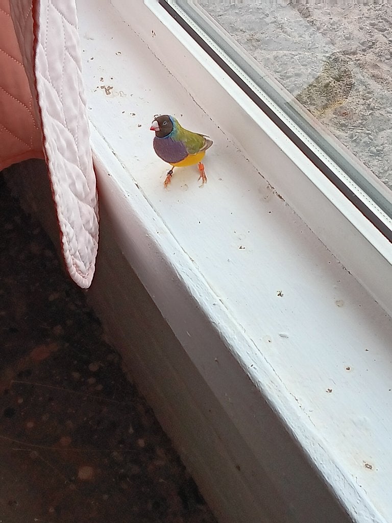 papegaaien en vogels, Vrouwelijk, Parkiet, Geringd