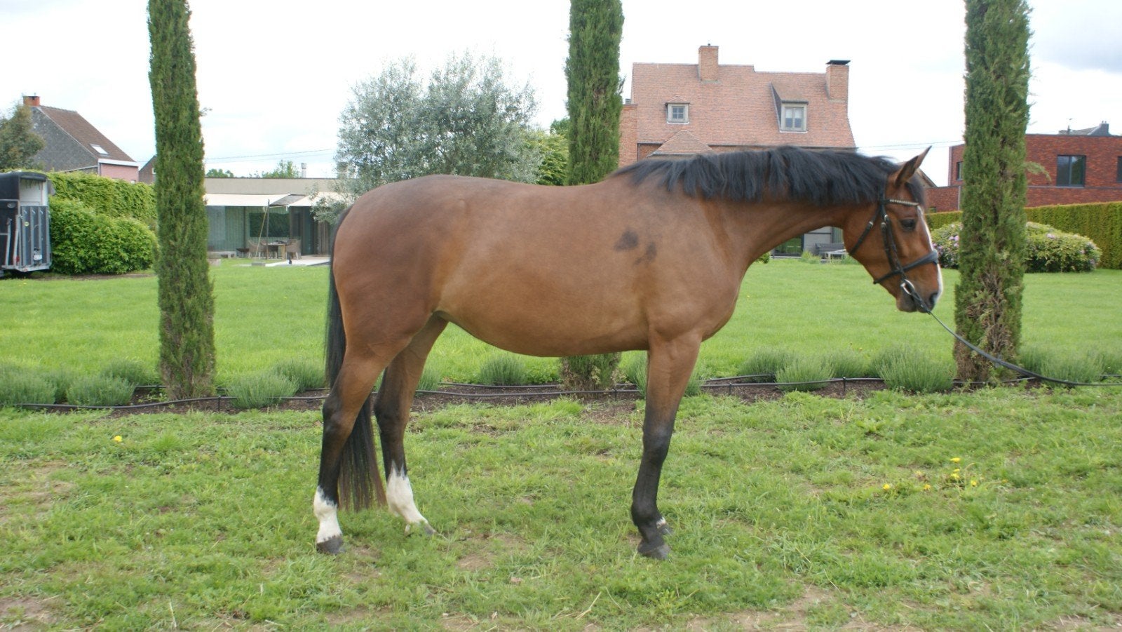 3 Chevaux! CSO et Polyvalent, Animaux & Accessoires, Chevaux, Plusieurs animaux