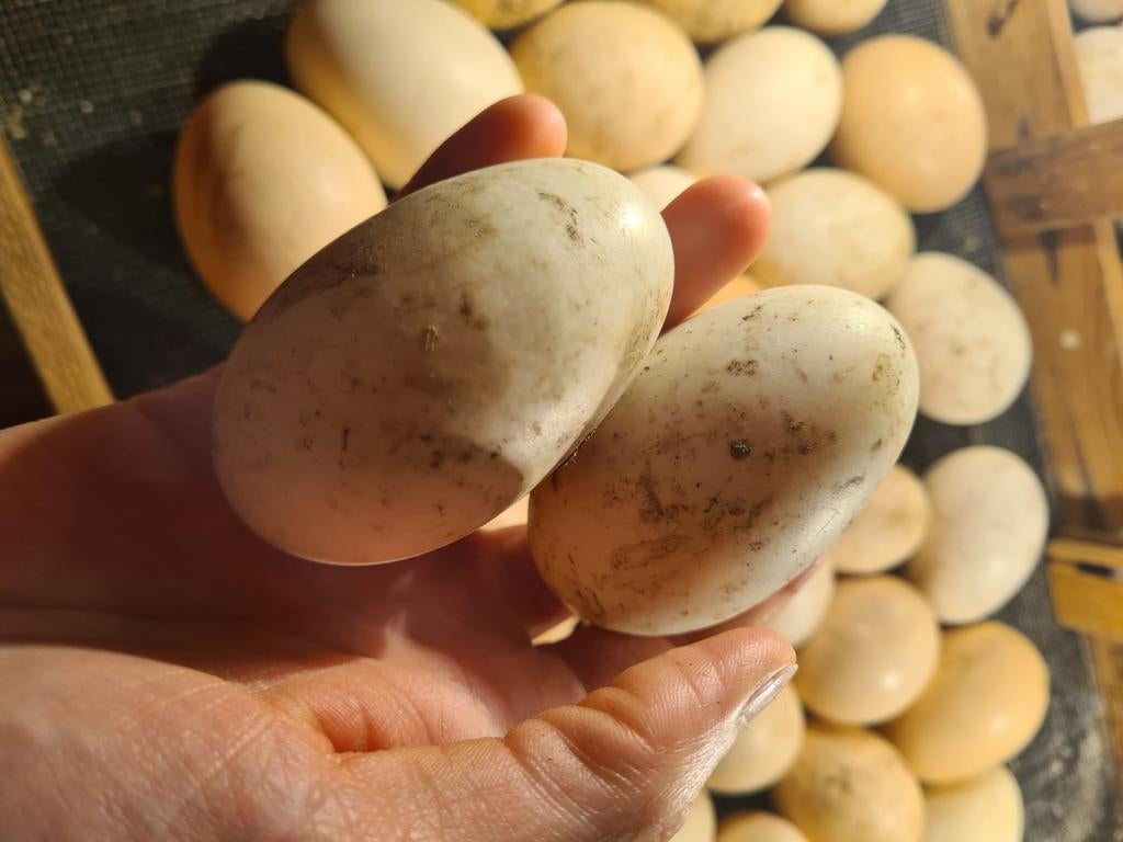 Broedeieren Indische loopeend, Eend