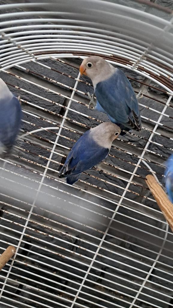 Agapornis fischeri, Dieren en Toebehoren, Vogels | Parkieten en Papegaaien, Geslacht onbekend, Papegaai, Geringd