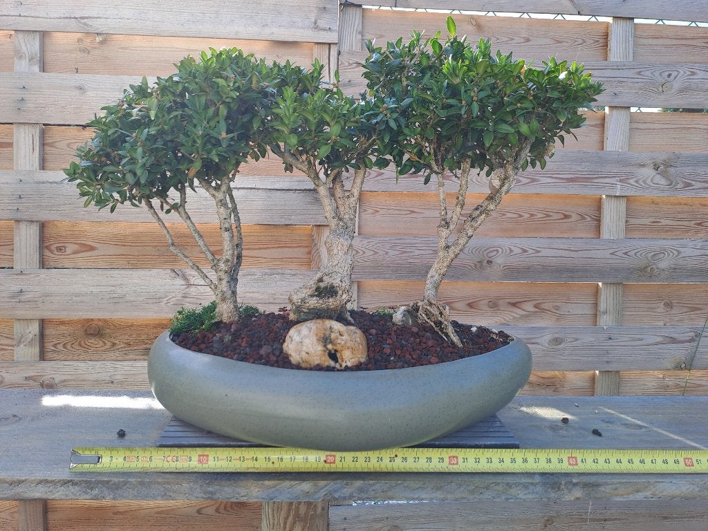 (Pre)bonsai van buxus, Autres espèces, Ne fleurit pas, Plein soleil, Enlèvement