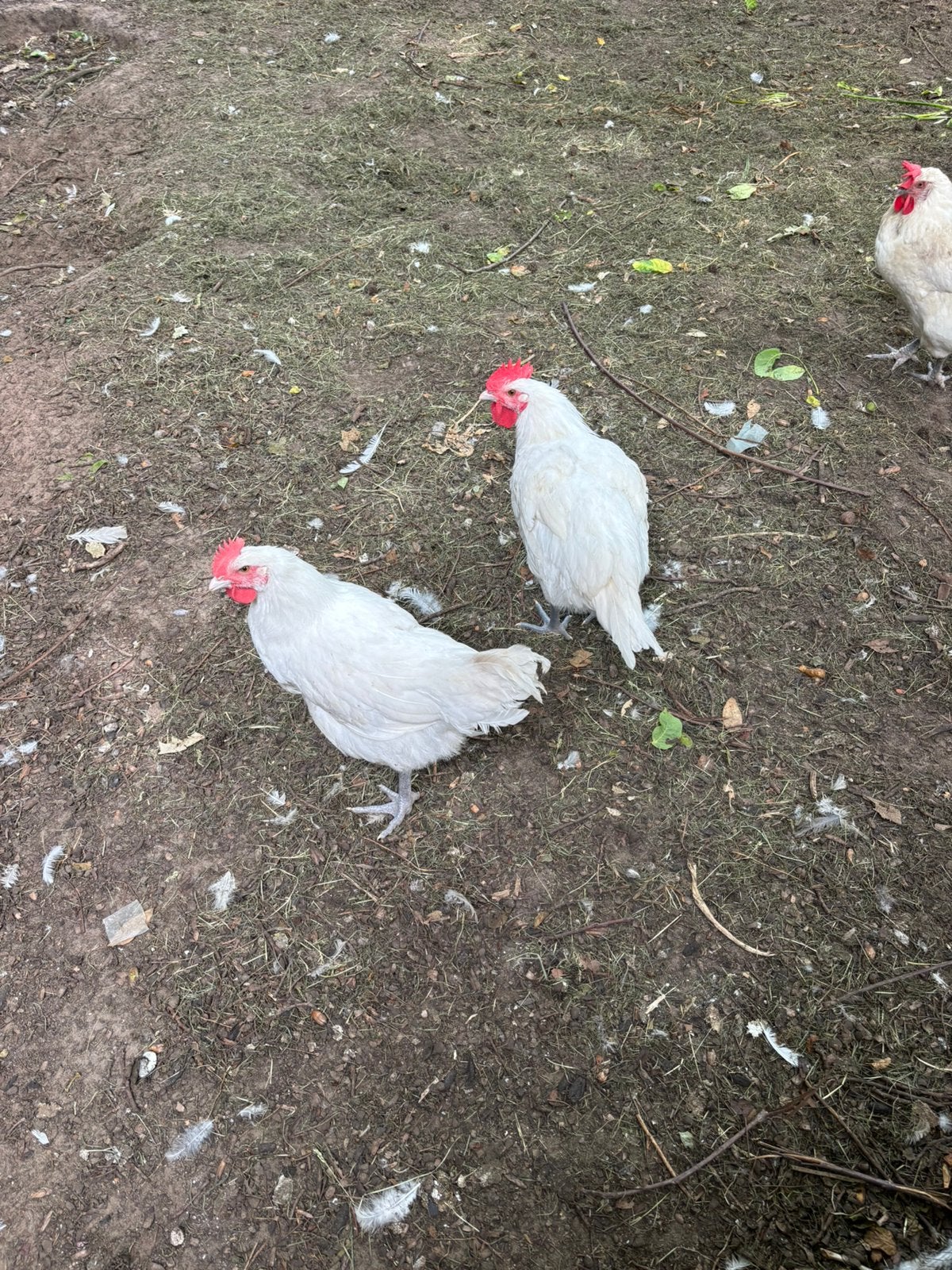 Poule de bresse