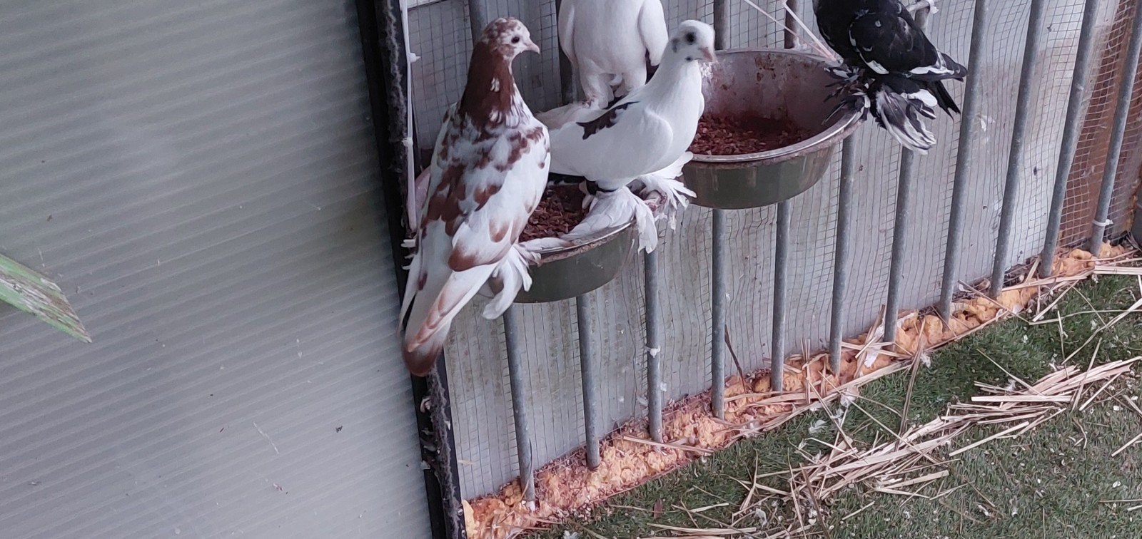 Duiven te koop, Dieren en Toebehoren