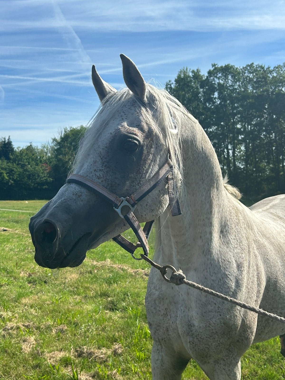 kwpn merrie en arabische hengst, Dieren en Toebehoren, Paarden, Merrie, Met stamboom