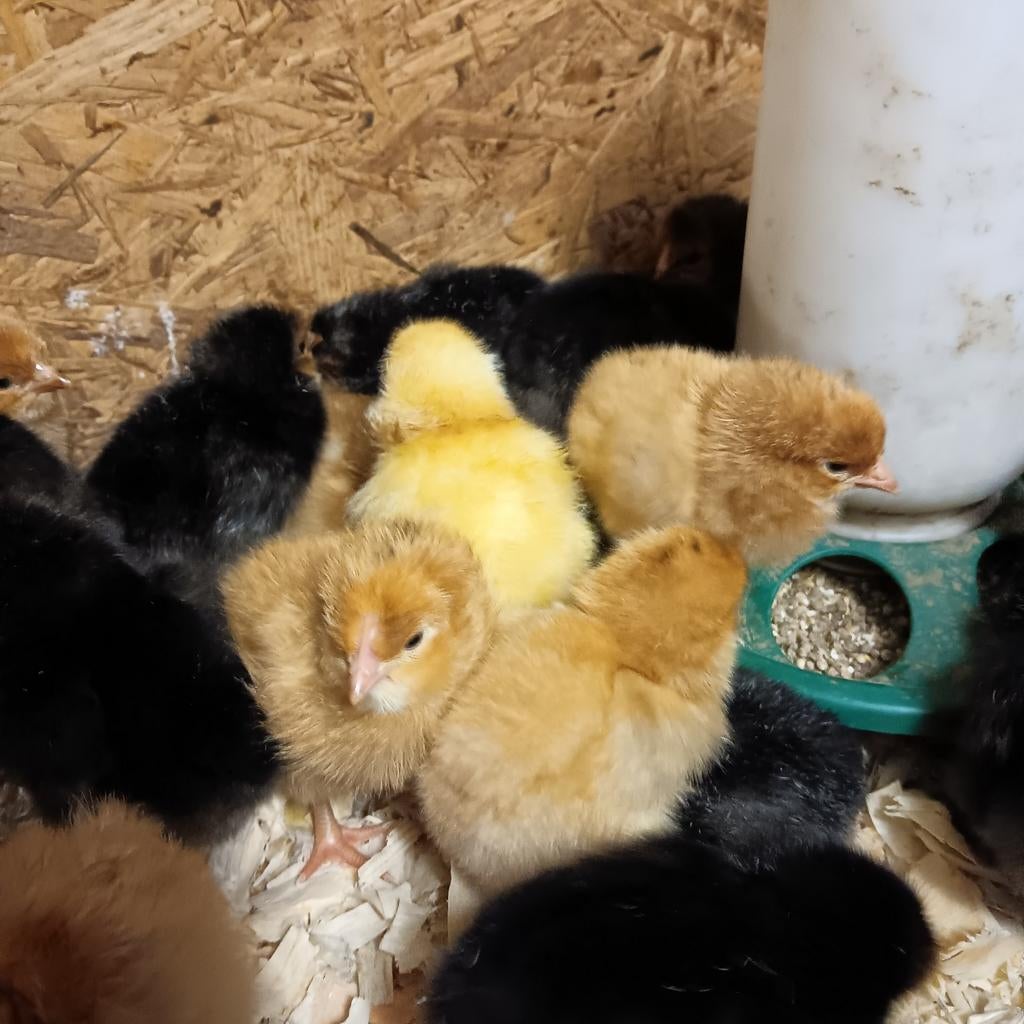 Kuikens  legkippen, Dieren en Toebehoren, Pluimvee