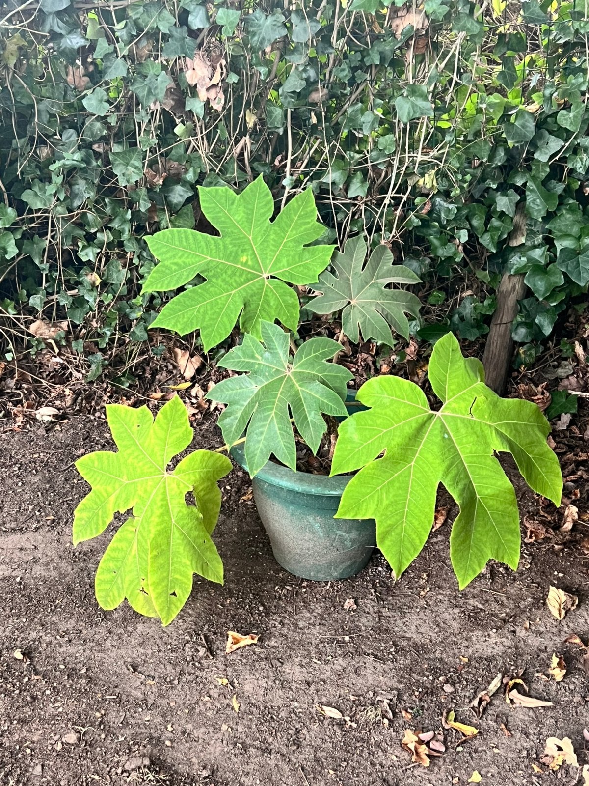 Rijstpapierplant – Tetrapanax papyrifer ‘Rex’, Tuin en Terras, Ophalen, Halfschaduw