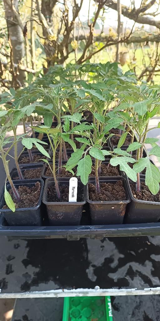 tomatenplanten Marmande tomaten, Ophalen, Groenteplanten, Eenjarig, Halfschaduw