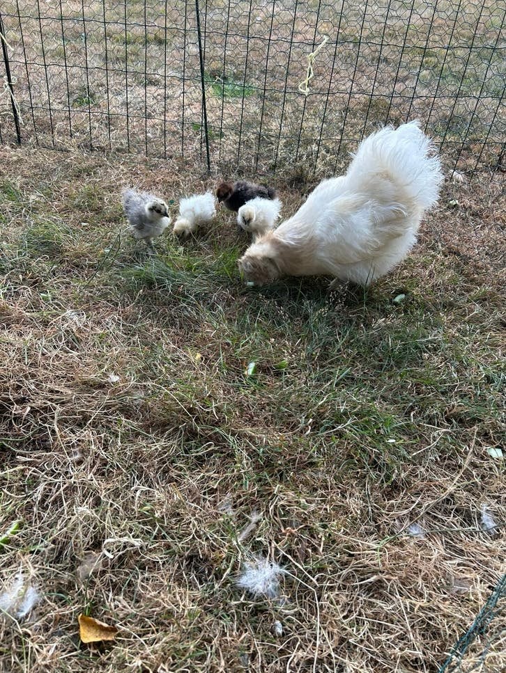 Zijdehoen kuikens, Sexe inconnu, Poule ou poulet