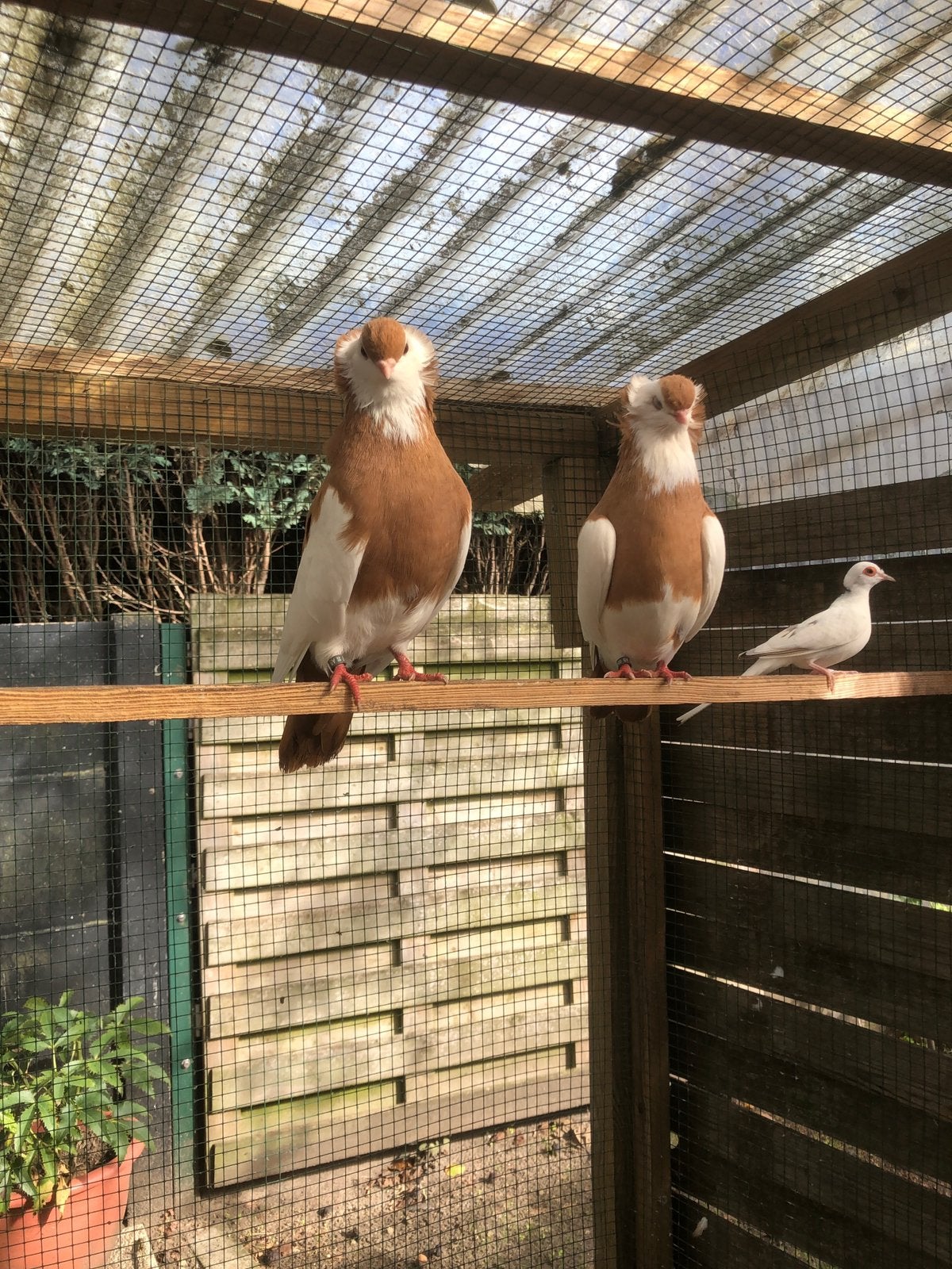 Sierduiven, Dieren en Toebehoren