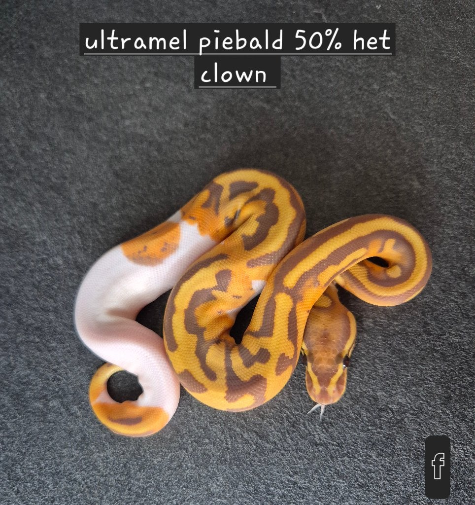 Python regius, Animaux & Accessoires, Serpent, 0 à 2 ans