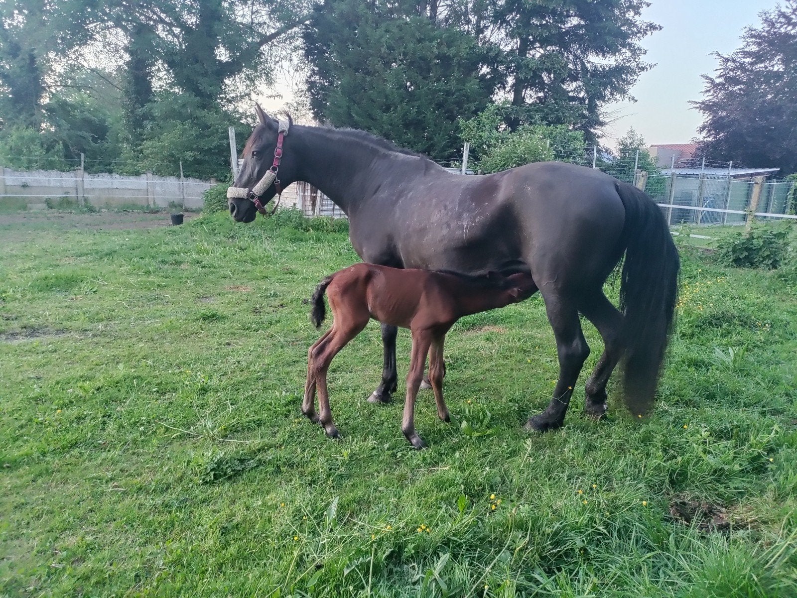 Recreatie merrie met hengstenveulen