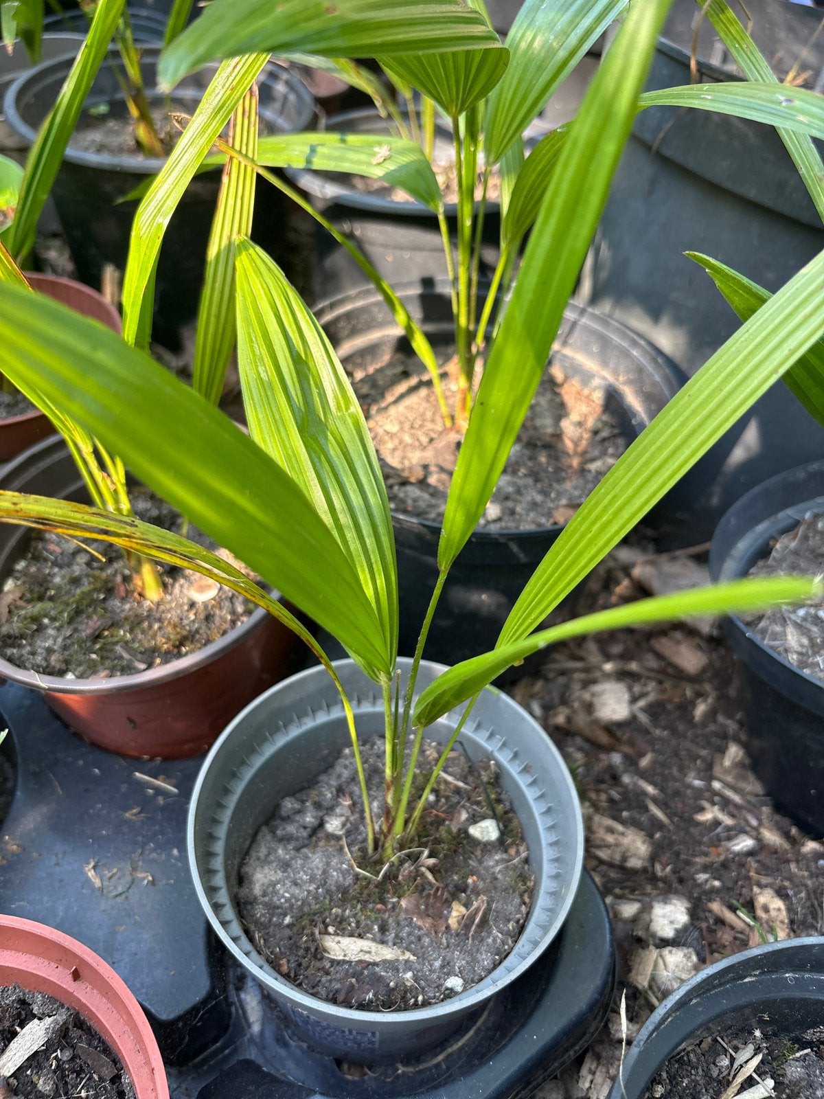 Palmboompjes te koop, Vaste plant, Bloeit niet, Halfschaduw, Ophalen