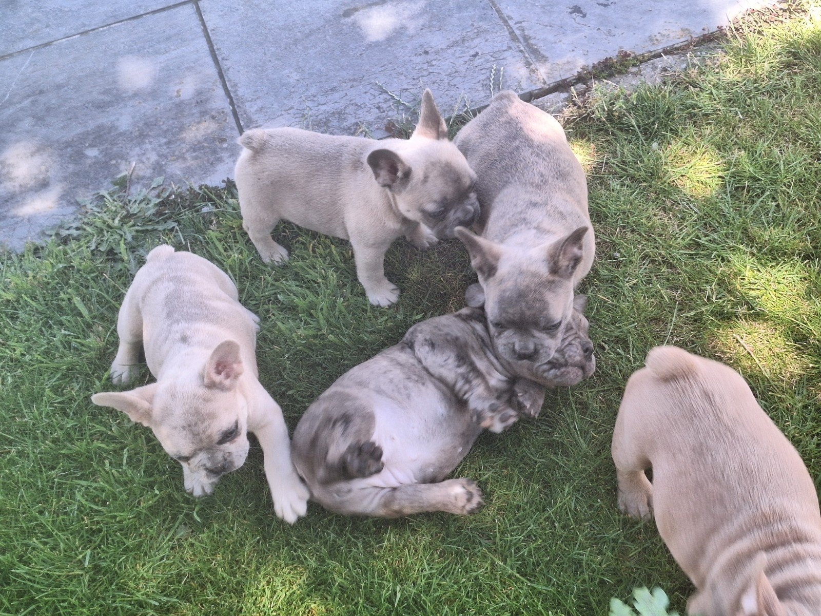 Franse bulldog puppy's, Dieren en Toebehoren, Honden | Bulldogs, Pinschers en Molossers, Bulldog, Fokker | Professioneel, Meerdere