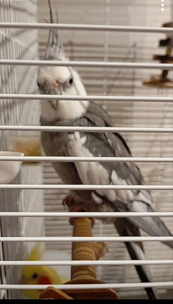 Couple de calopsittes avec cage, Animaux & Accessoires, Oiseaux | Perruches & Perroquets, Femelle, Perruche, Parleur