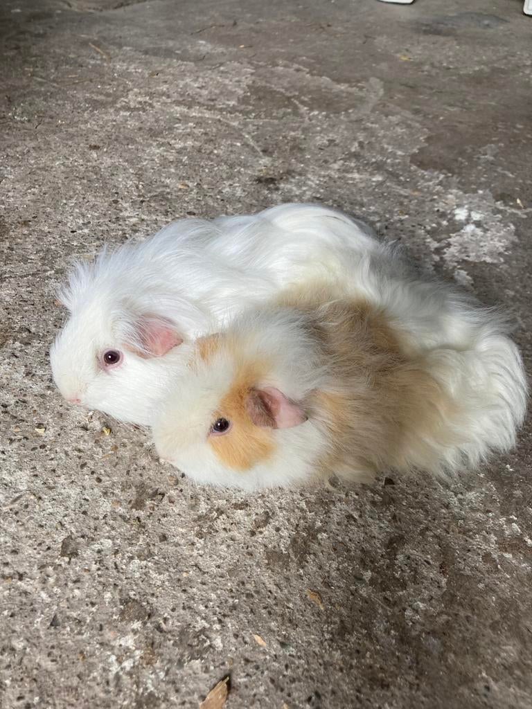 2 langharige cavia beren (vader en zoon), Dieren en Toebehoren, Februari, Mannelijk, Cavia