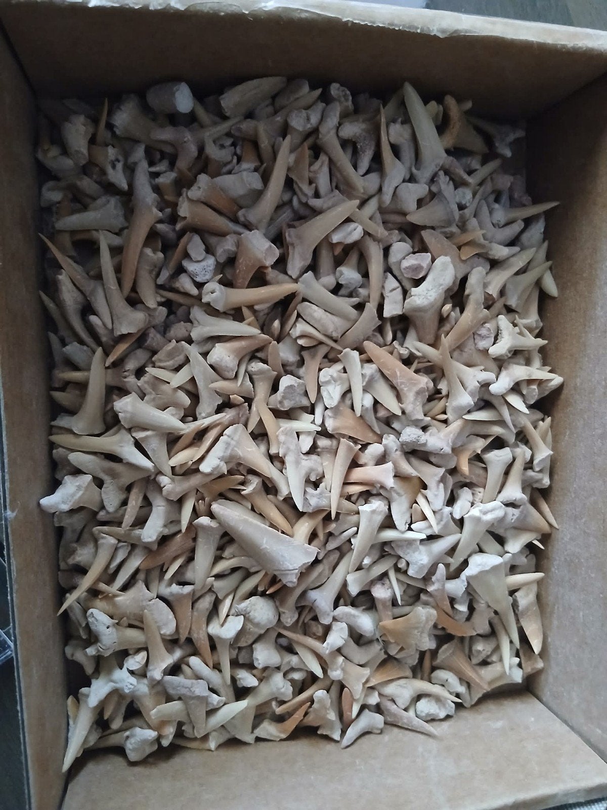 lot fossile, Enlèvement ou Envoi, Fossile