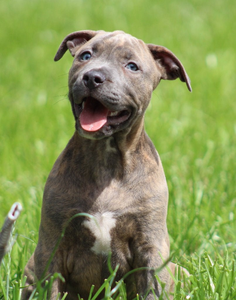 Amerikaanse Stafford pups, Dieren en Toebehoren, Parvo, België, Reu, 8 tot 15 weken
