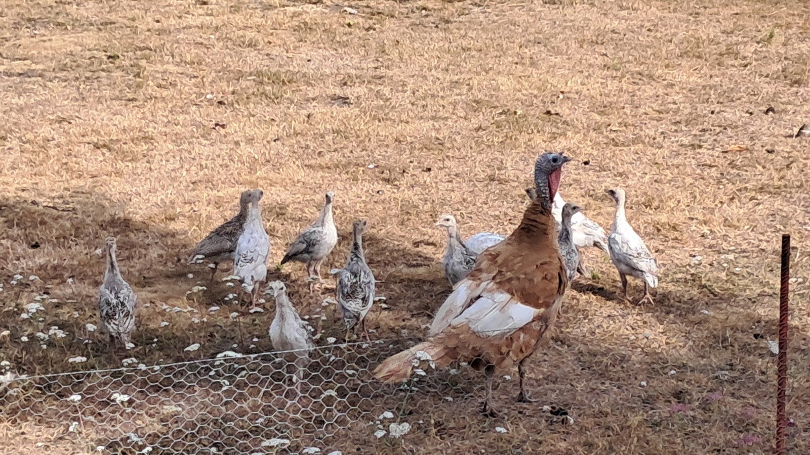 dindes de Ronquières, Plusieurs animaux