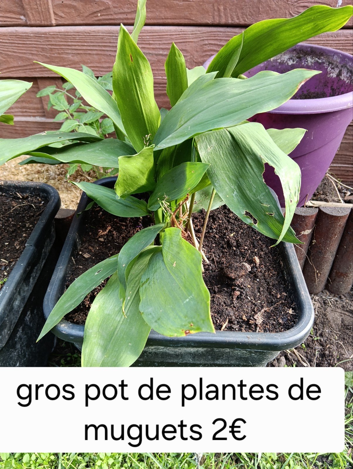muguet, Enlèvement