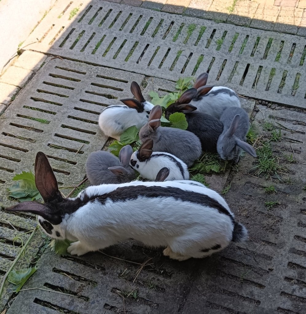 Nest Lotharinger reuze vlinder konijnen, Plusieurs animaux, Grand, 0 à 2 ans