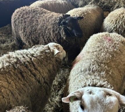 schapen ram, Dieren en Toebehoren, Schapen, Geiten en Varkens, Mannelijk, Schaap, 0 tot 2 jaar