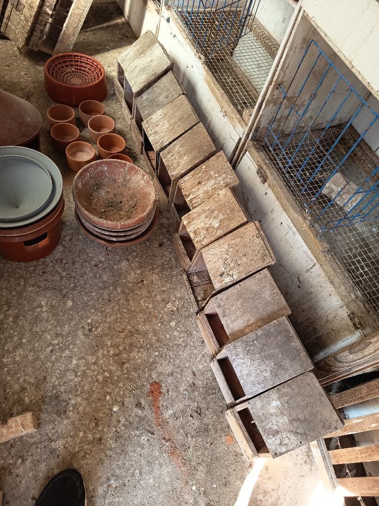 Voederbakjes duiven, Sexe inconnu, Autres espèces