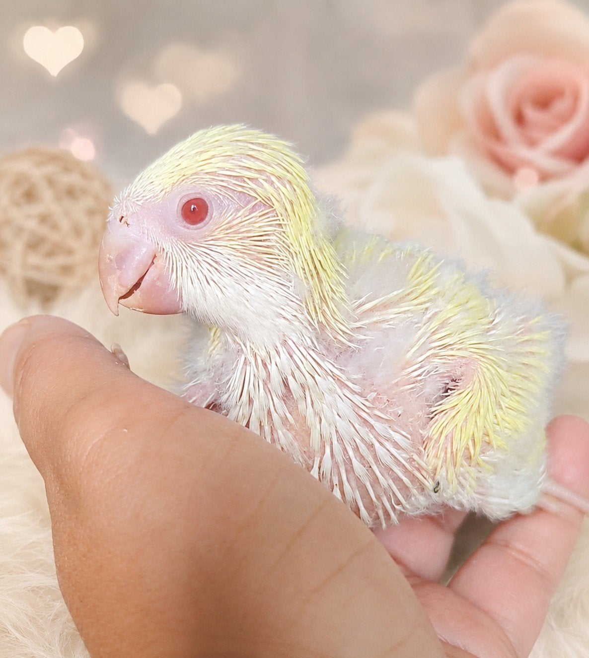 Conures souris ( veuve quaker), Animaux & Accessoires, Enlèvement