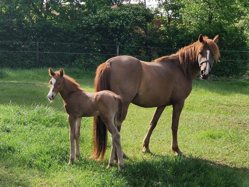 D-pony met hengstveulen, Animaux & Accessoires, Poneys, Avec puce électronique, Débourré, Poney de récréation, Poney D (1.37 m à 1.48m)