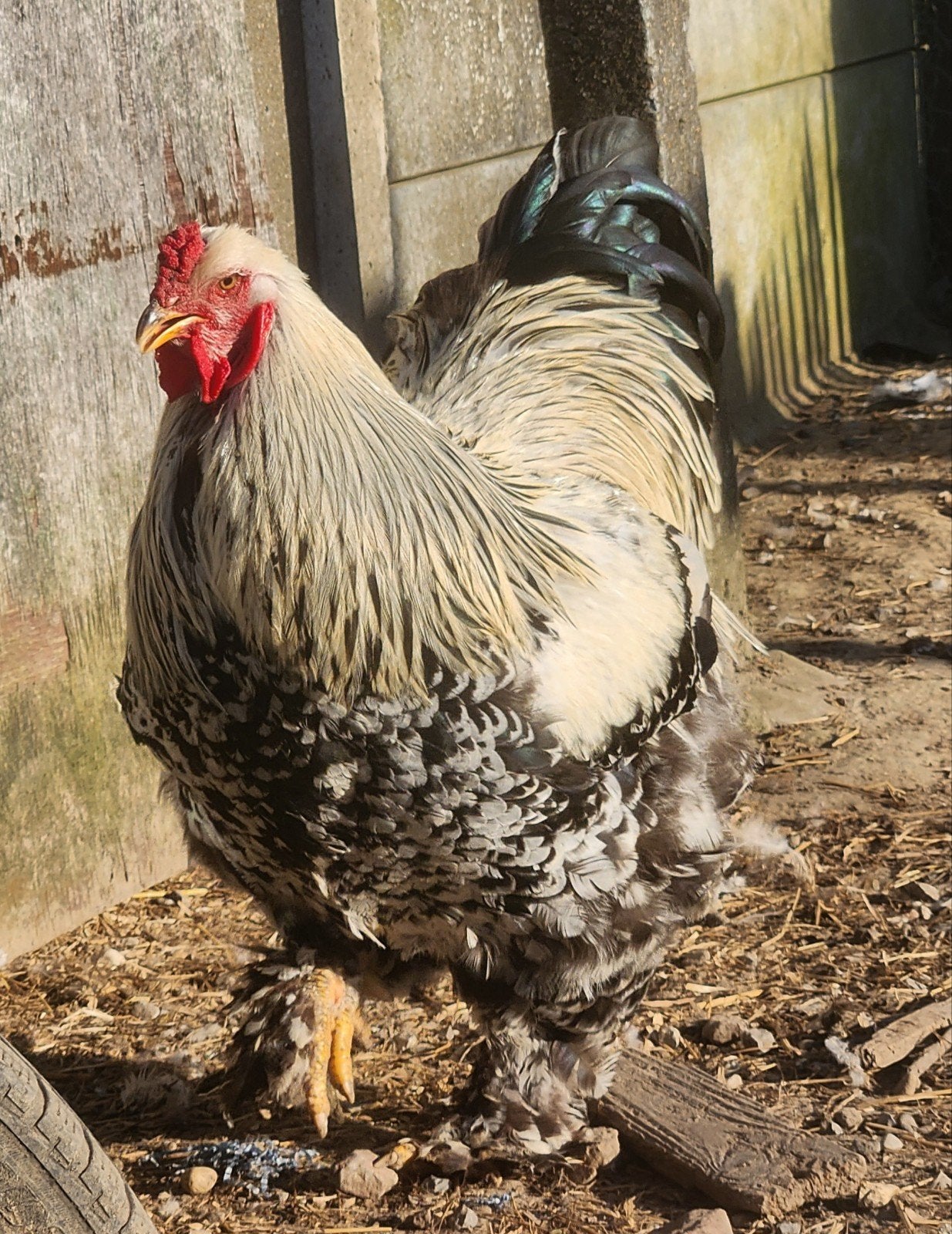 3 brahma hanen +-1jaar oud., Dieren en Toebehoren, Pluimvee
