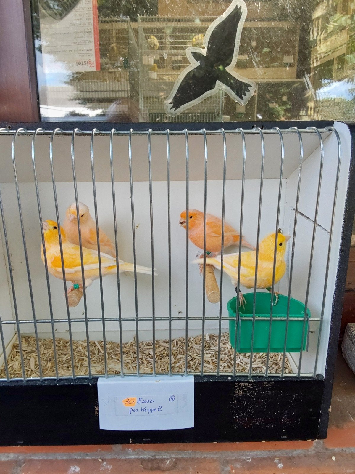 kanaries per koppel, Dieren en Toebehoren