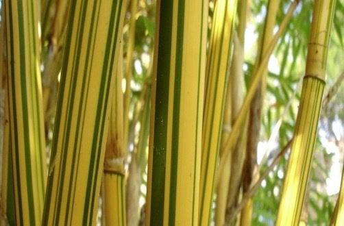 Bamboe Bambusa Multiplex “ Alphonse Karr “, Vaste plant, Bloeit niet, Halfschaduw, Ophalen