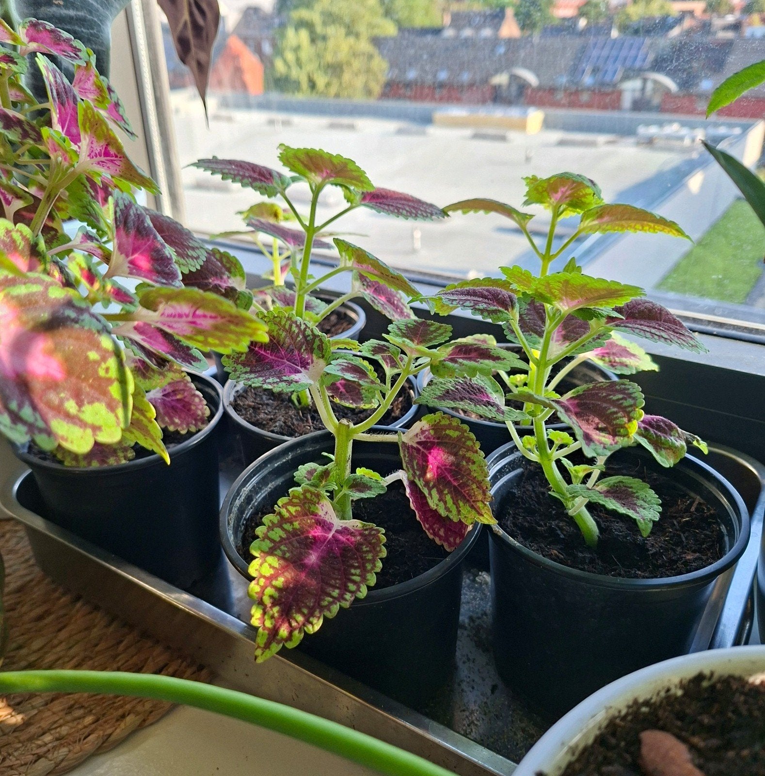 ortie flamboyante/ Coleus (Plante d'intérieur), Enlèvement, Plante fixe, Autres espèces, Plein soleil