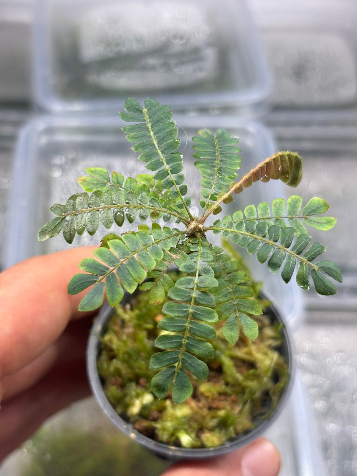 Biophytum sensitivum, Ophalen of Verzenden, Nieuw, Tak, Plant, Rots of Steen