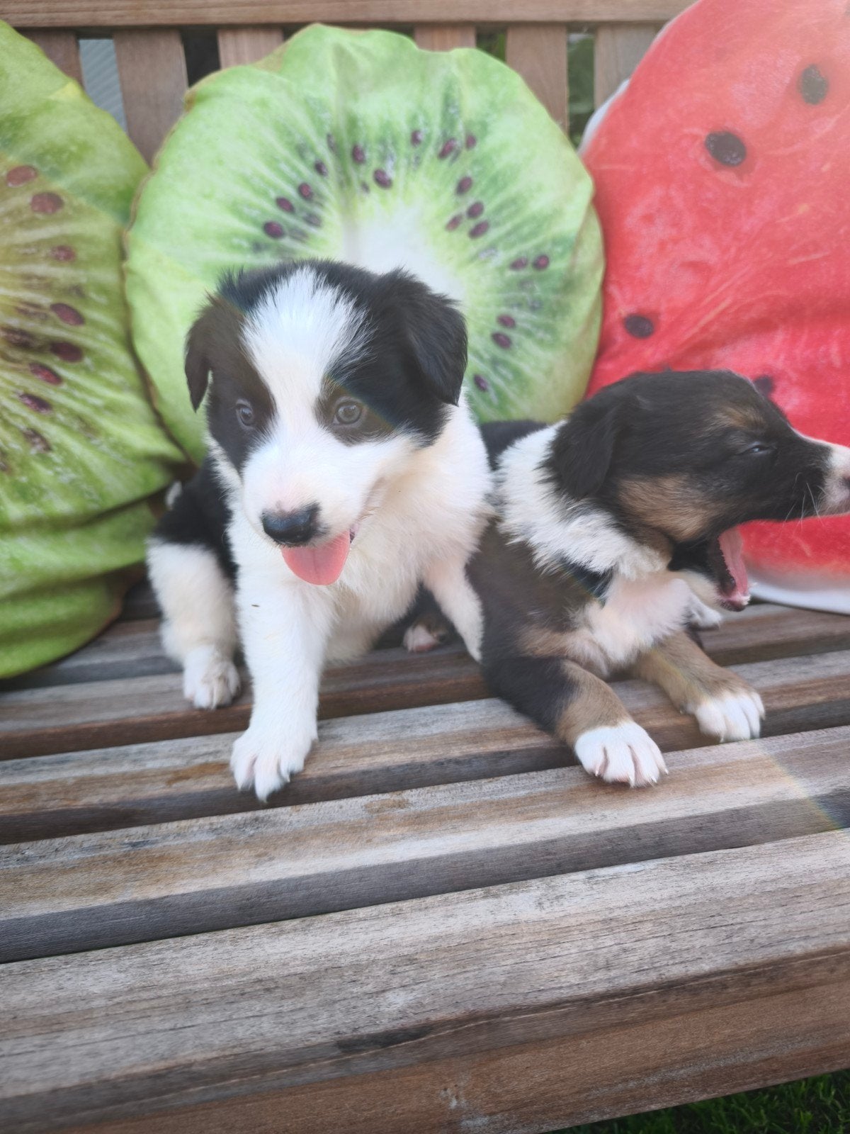 Border Collie reutjes, Dieren en Toebehoren, Honden | Herdershonden en Veedrijvers, Reu, Collie, Fokker | Hobbymatig, Meerdere