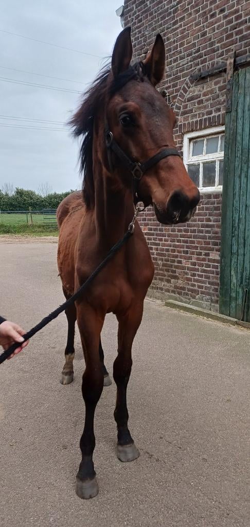 Dressuurpaard voor de toekomst! Jaarling KWPN hengst, Dieren en Toebehoren, Met stamboom, Niet van toepassing, Dressuurpaard, 0 tot 2 jaar