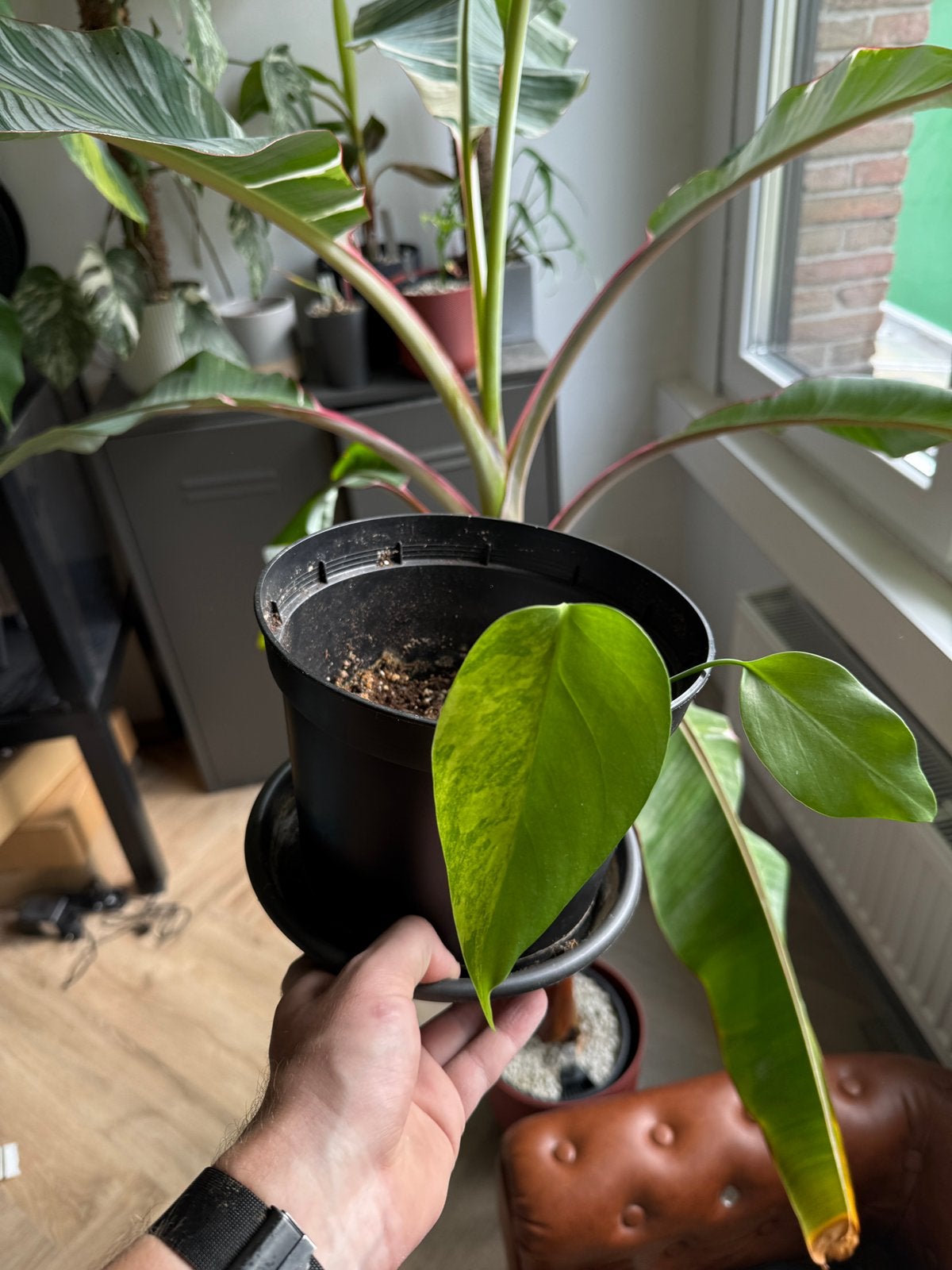 Monstera aurea, Maison & Meubles, Enlèvement