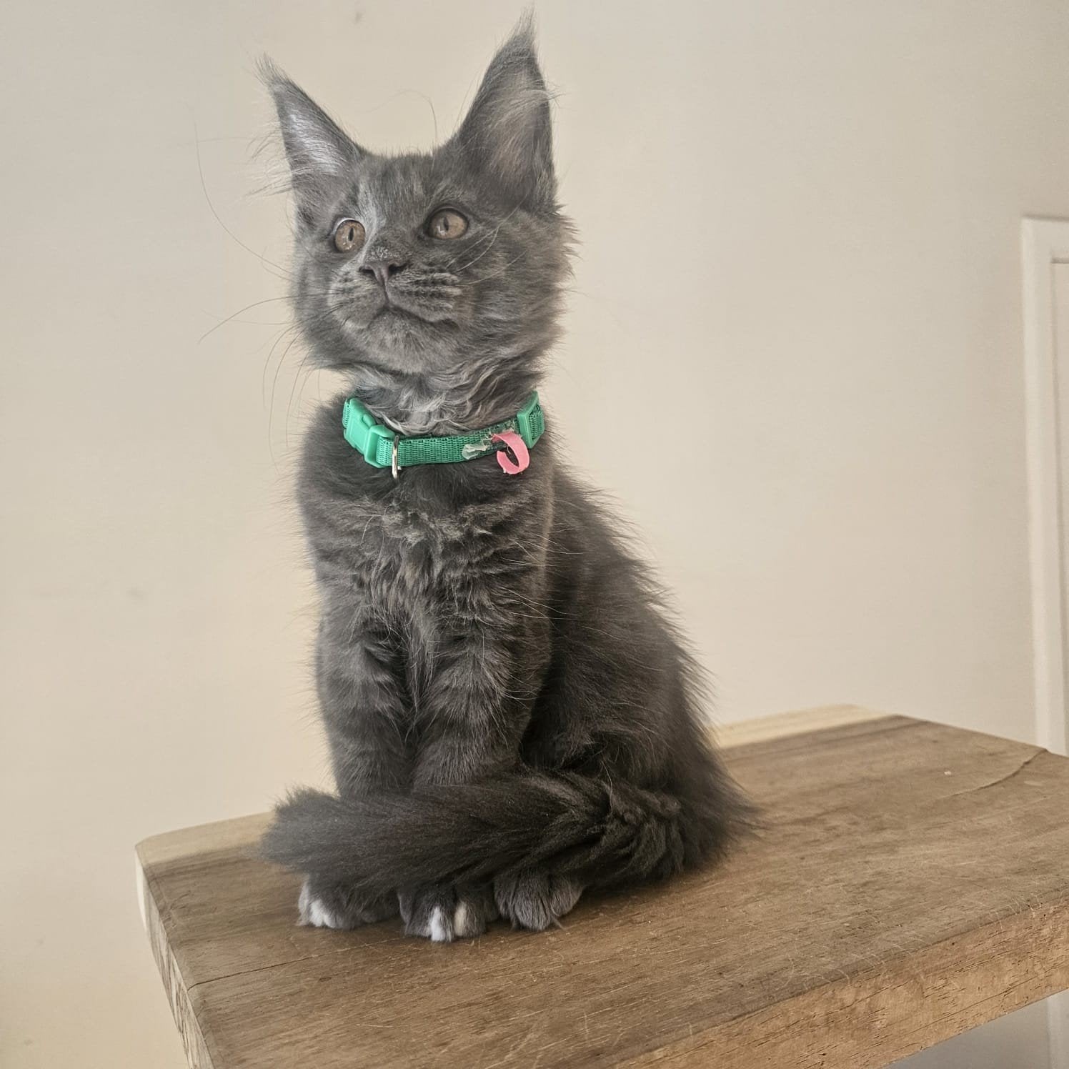 Prachtige Maine coon poes met kampioen stamboom Russisch ln, Dieren en Toebehoren, Katten en Kittens | Dekkaters, 0 tot 2 jaar