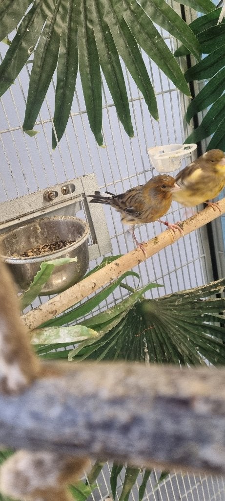 Oiseaux, Animaux & Accessoires, Oiseaux | Canaris