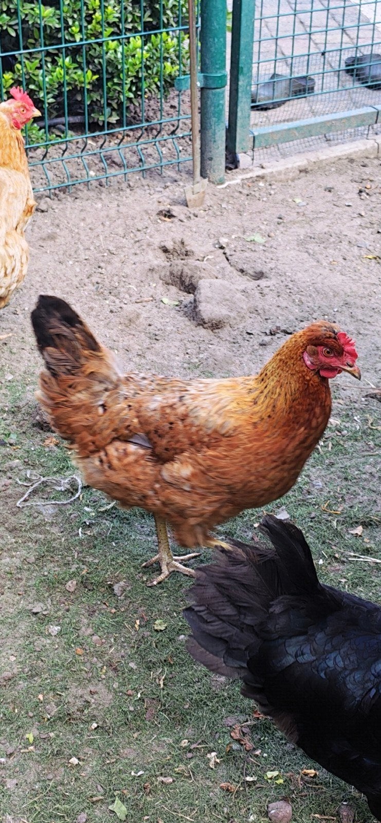 Hen groenlegger, Dieren en Toebehoren
