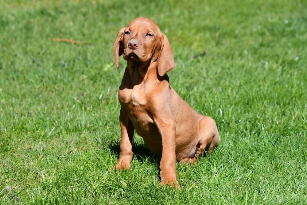 Vizsla pups te koop, Dieren en Toebehoren, Parvo, België, 8 tot 15 weken, Eén hond