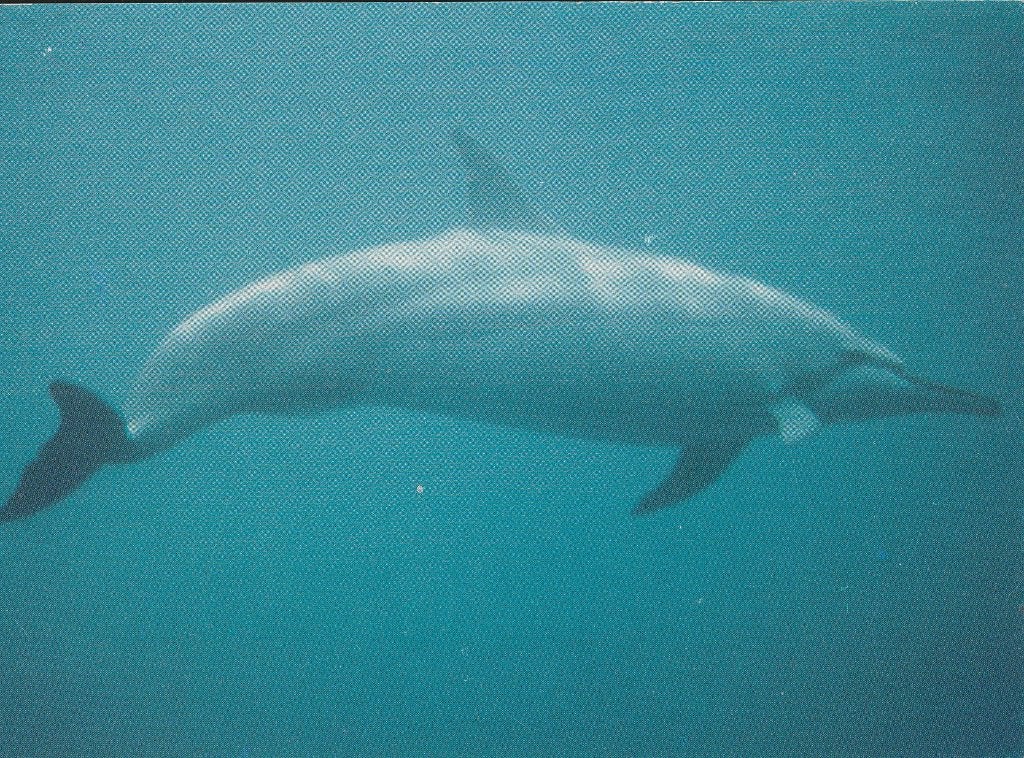 LANGSNUITDOLFIJN, Collections, Cartes postales | Animaux, Envoi, Non affranchie, Animal aquatique