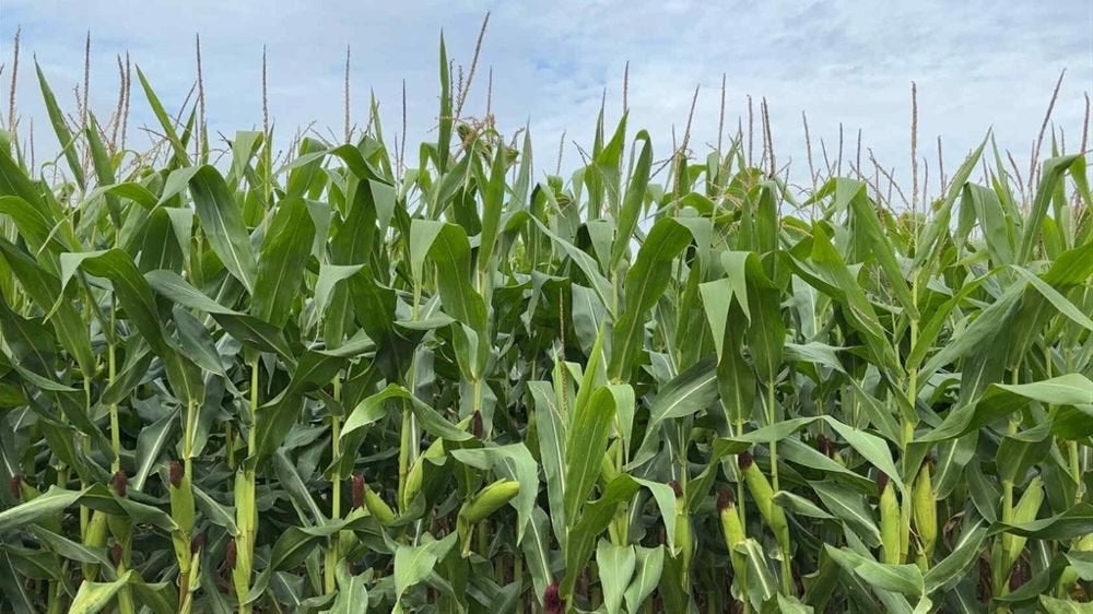 agriculture, aliments pour bétail, Enlèvement