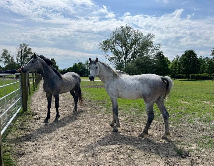 Twee hengsten te koop, Animaux & Accessoires, Poneys, Étalon, Non dressé, Poney E (1.48 m - 1.57m), Avec puce électronique, Vermifugé