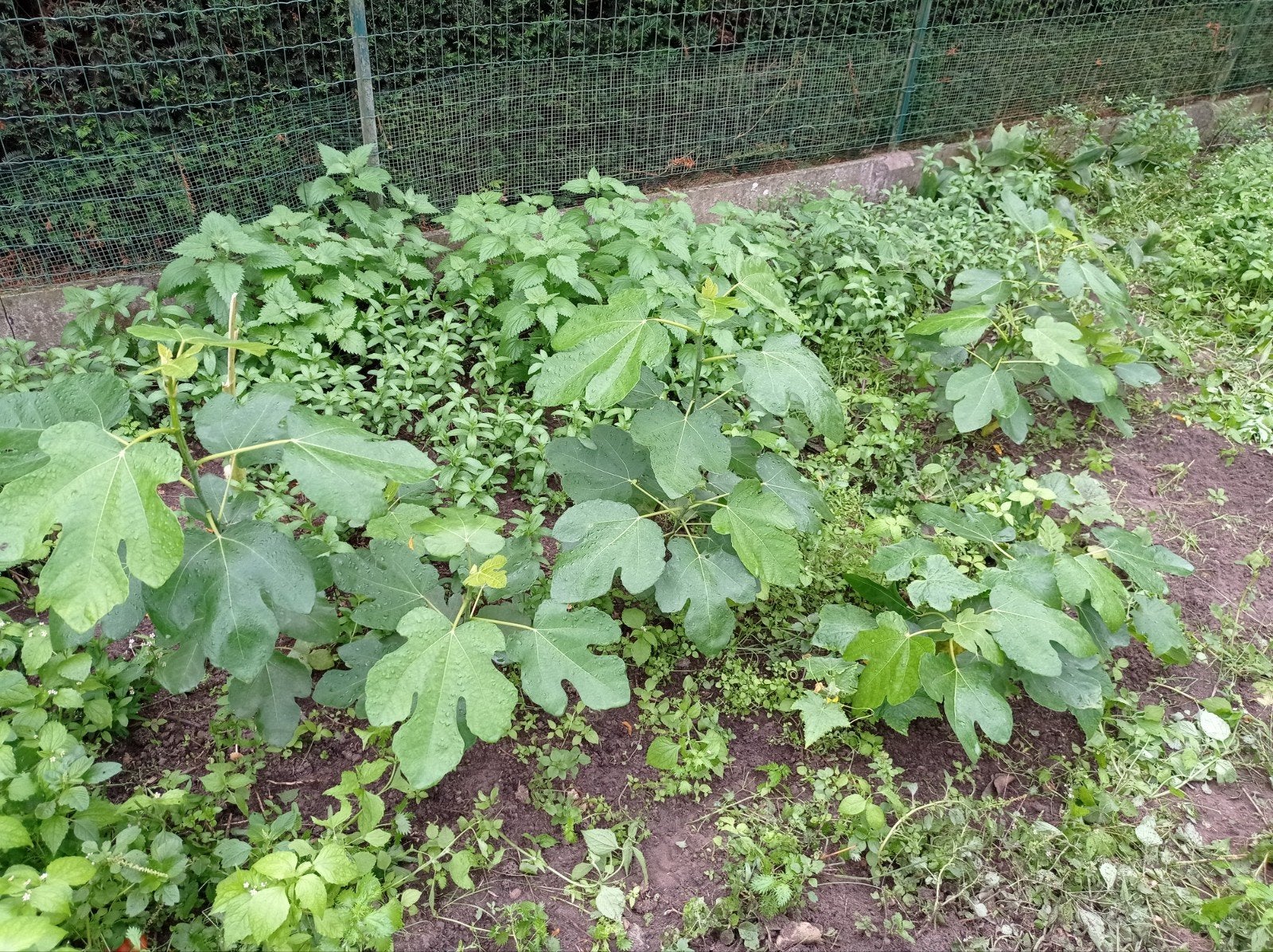 6 vijgenbomen grote vijgen Brown Turkey, Tuin en Terras, Ophalen