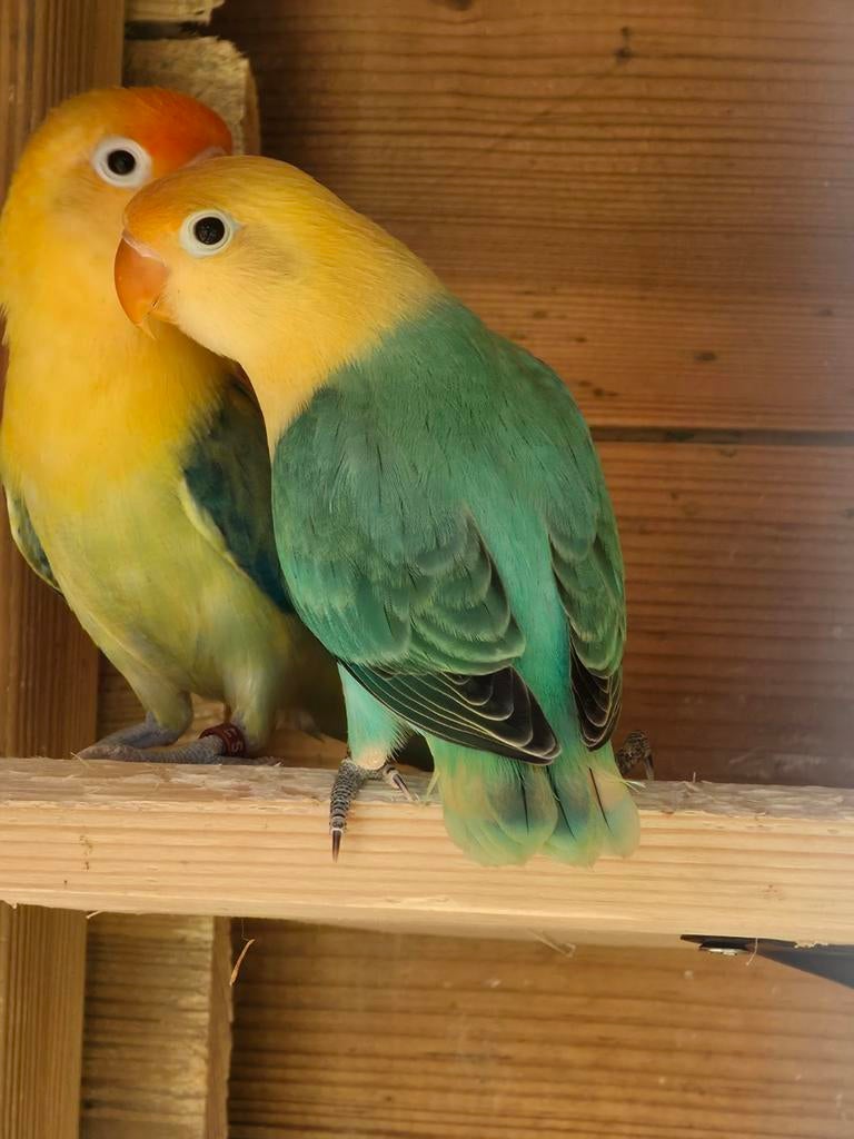 Agapornis fischeris Turquoise opaline, Dieren en Toebehoren