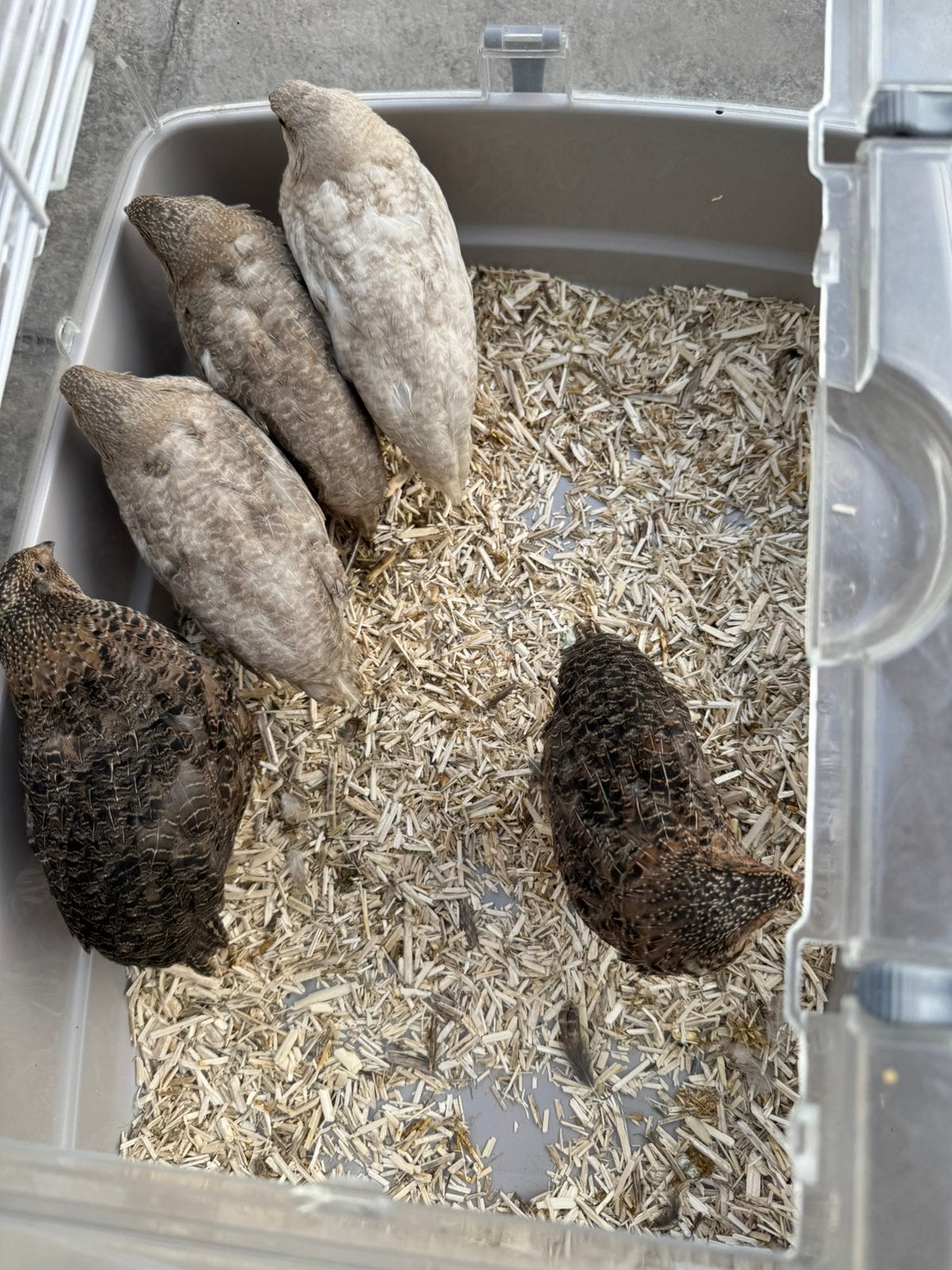 Japanse kwartel, Dieren en Toebehoren, Meerdere dieren