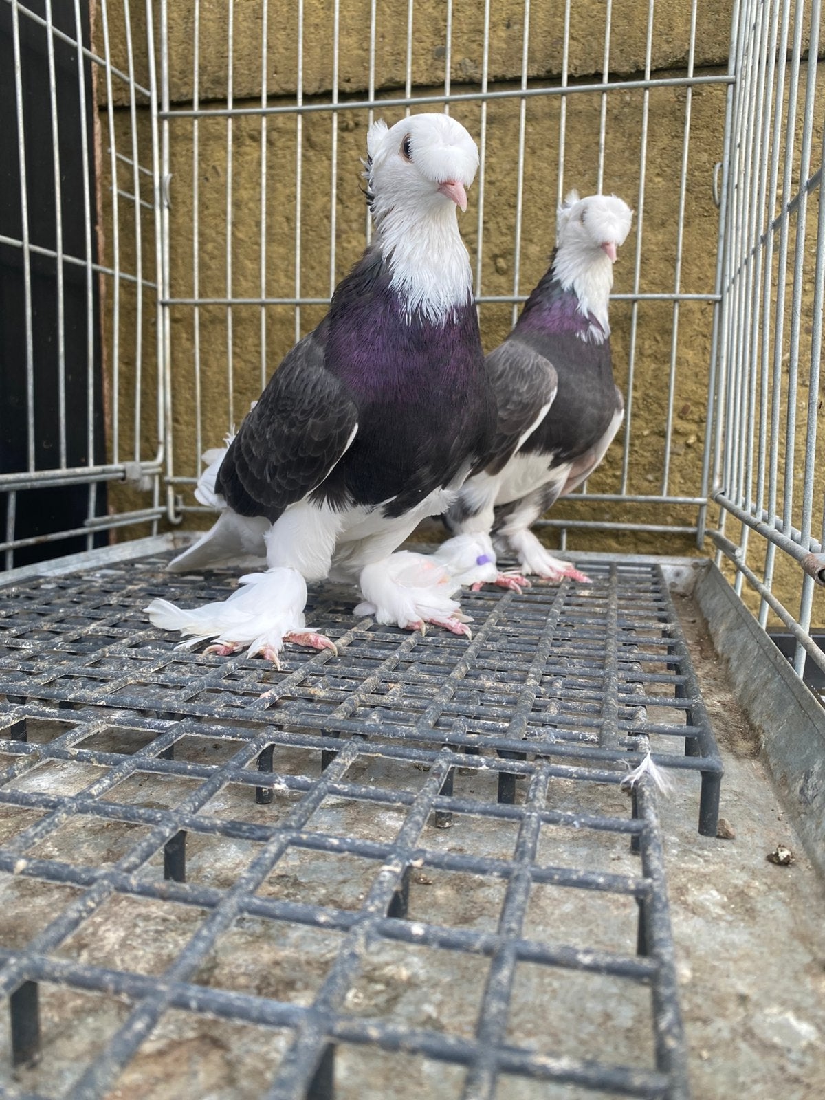 Takla çikolata ala koppel