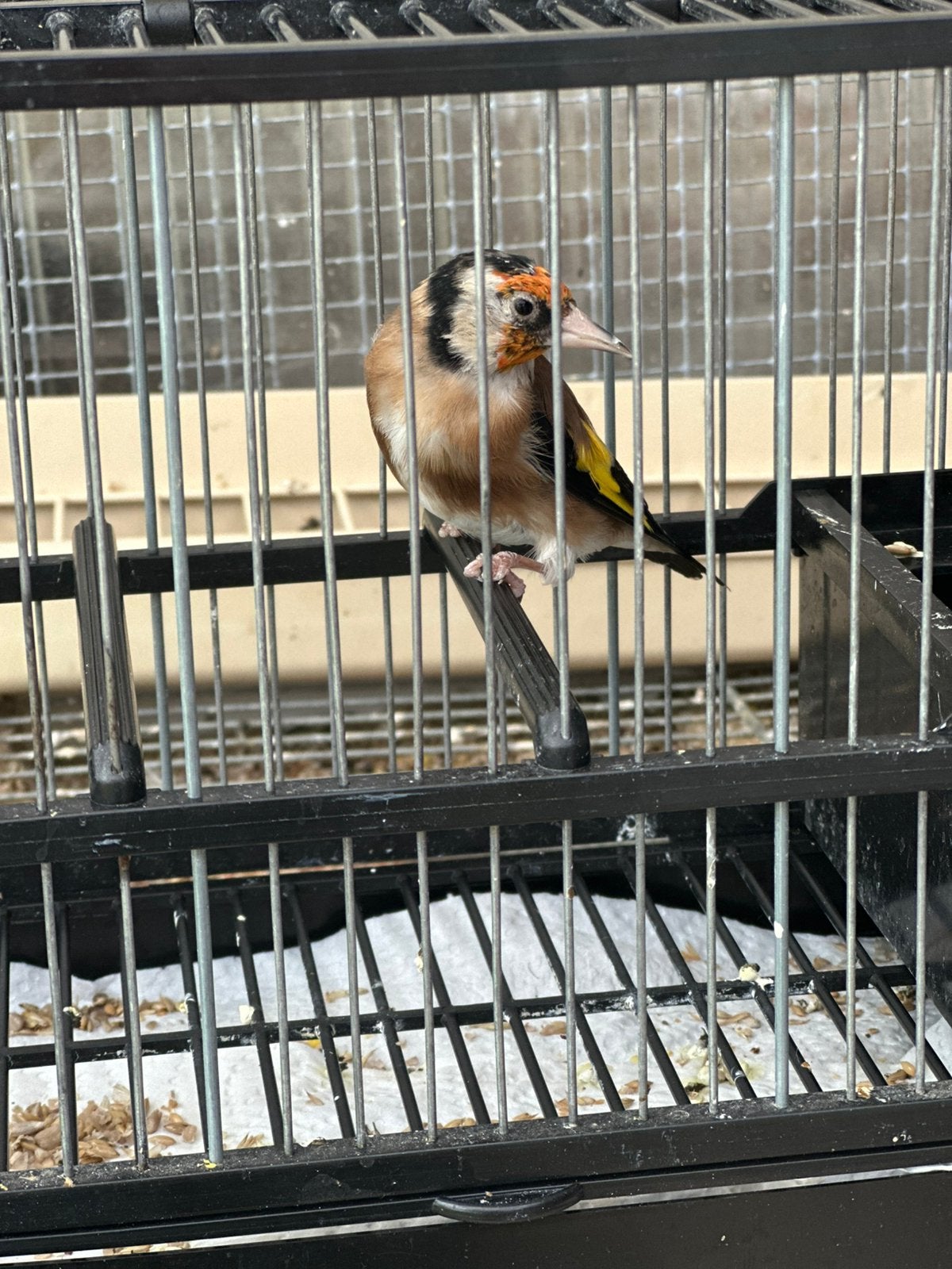 Chardonneret élégant, Mâle, Oiseau chanteur sauvage, Domestique